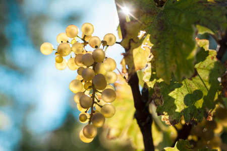 Branch of ripe white grape with green leaves in Septemberの写真素材