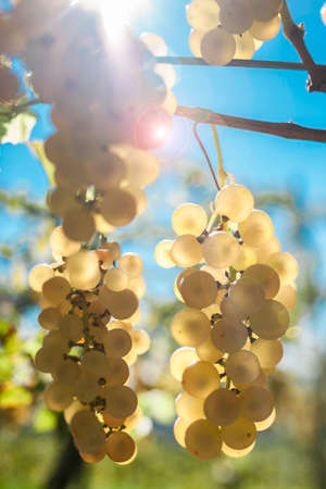 Branch of ripe white grape in September verticalの写真素材