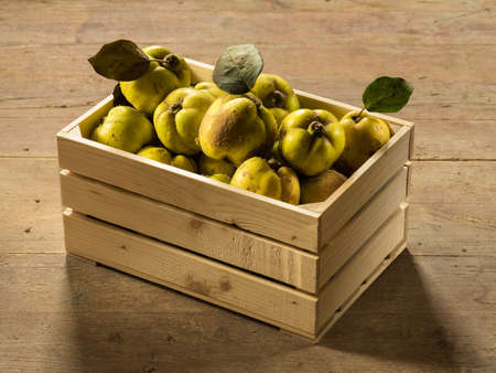 Ripe quince with green leaves in a wooden crateの写真素材