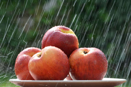 fruits in the rainの写真素材
