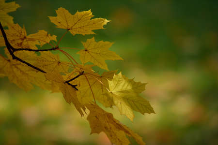 autumnal maple leaves on green backgroundの写真素材