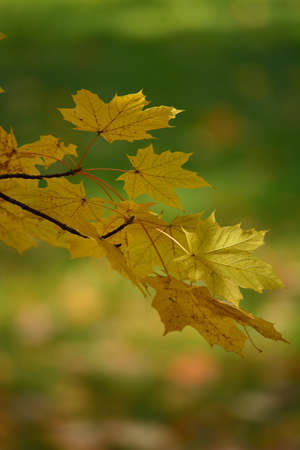 autumnal maple leaves on green backgroundの写真素材