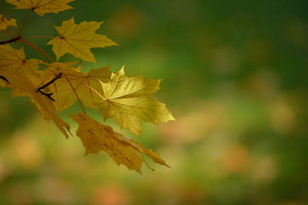 autumnal maple leaves on green backgroundの写真素材