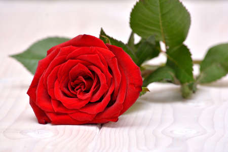 Rose on the white backgroundの写真素材