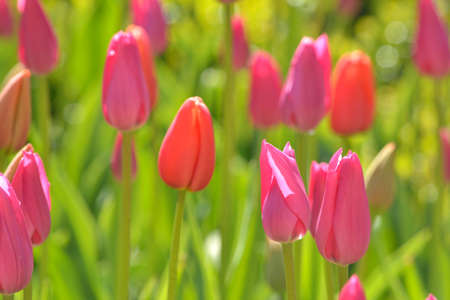 Beautiful, pink tulips in the sunny dayの写真素材