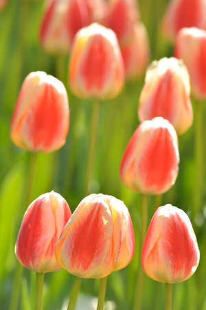 Beautiful, pink tulips in the sunny dayの写真素材