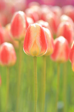 Beautiful, pink tulips in the sunny dayの写真素材