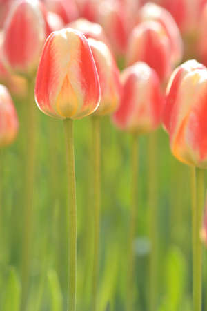 Beautiful, pink tulips in the sunny day