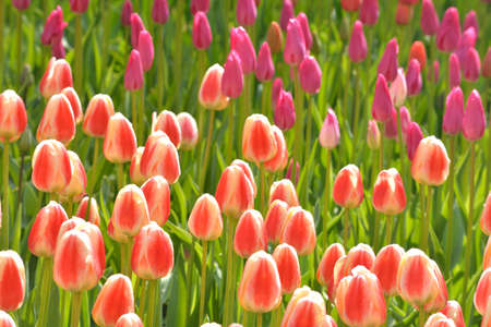 Beautiful, pink tulips in the sunny dayの写真素材