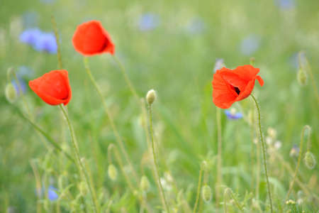 Beautiful poppies on the meadow in the summer timeの写真素材