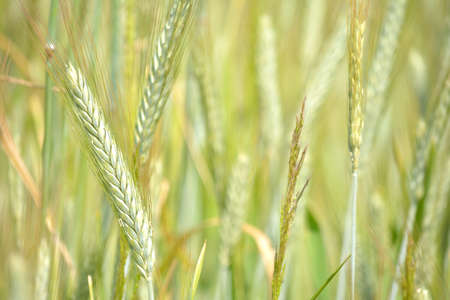 Beautiful ears of grain in the sunny dayの写真素材