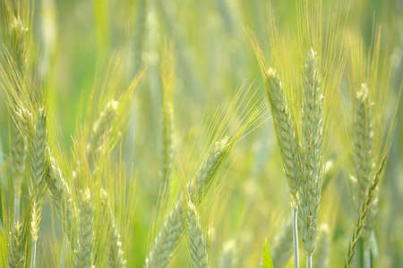 Beautiful ears of grain in the sunny dayの写真素材