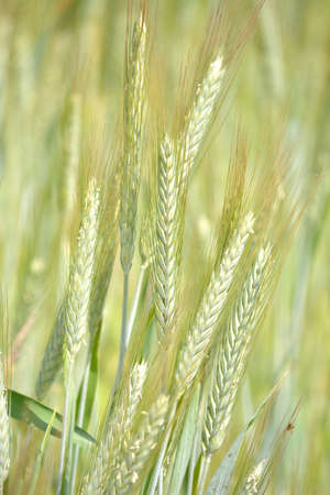 Beautiful ears of grain in the sunny dayの写真素材
