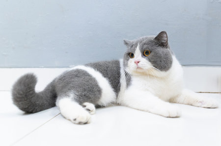 British shorthair cat lying on the floor with blue wall background.の写真素材