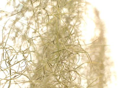 usneoides