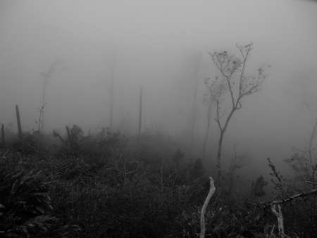 Dry trees within a lot of mist in the Sierra Maestra mountains around La Gran Piedra in Santiago de...