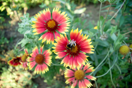 Insect Bumblebee on the flowerの写真素材
