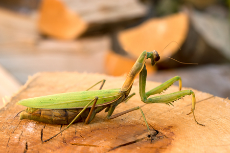 Insect Praying Mantisの写真素材