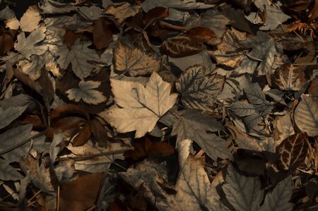 Beautiful autumn leavesの写真素材
