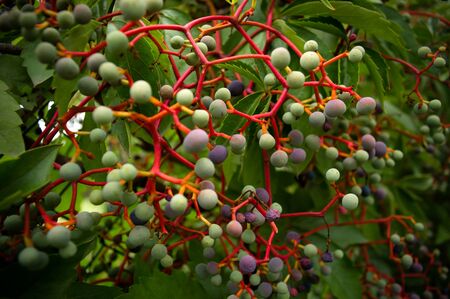 Colorful wild berriesの写真素材