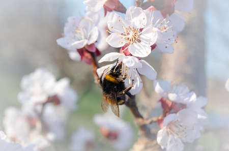 Spring time in blossomの写真素材