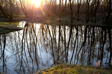 swamp with reflection in the autumn forestの写真素材