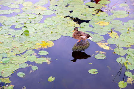 wild duck sitting on an old tire among the vegetation