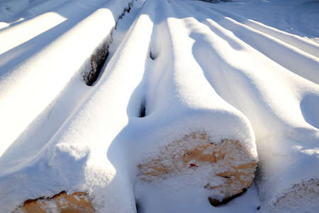 trunks of felled trees lying in a row and covered with snowの写真素材