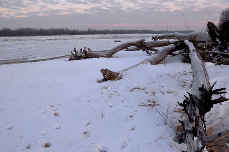 dry tree trunk and a winter dawn on the river bankの写真素材