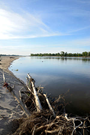 Sandy beach by the river bank on a sunny summer day and wood brought by the water