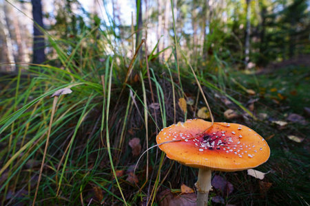 Autumn forest full of fallen leaves