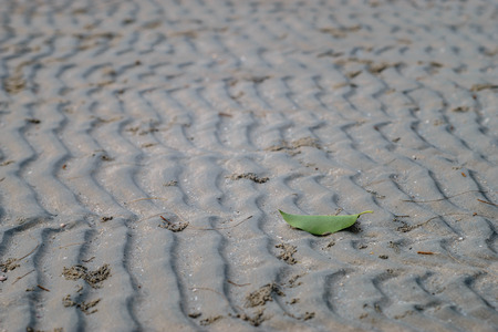 Lonely leaf on the beach