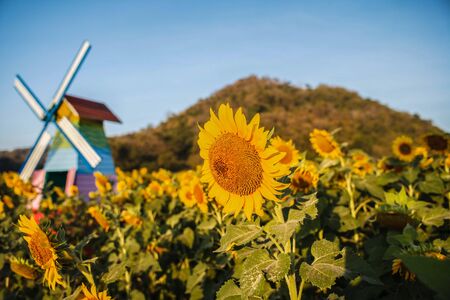 Sunflower and wind turbine ,Saraburi City,Thailandの写真素材
