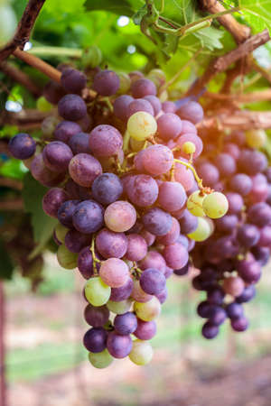 Bunch of grapes on a vine.
