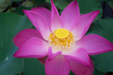 Close-up Pink lotus flower.の写真素材