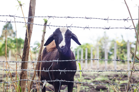 The goat stands alone in the barbed wire.の写真素材