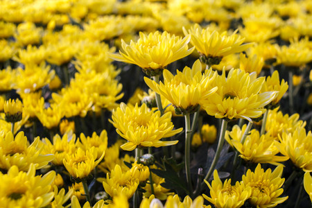 Yellow Chrysanthemum flower in garden.