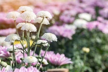 White Chrysanthemum flower in garden.の写真素材