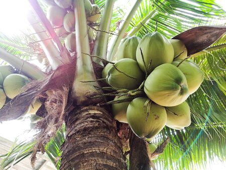 Coconut tree with  light flare.の写真素材