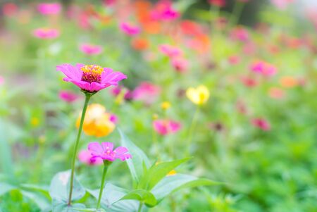 Zinnia violacea , Purple flower blossoming in the garden.
