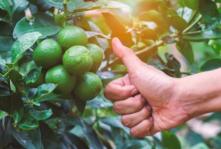 Green lemon tree Very good sign from hand.の写真素材