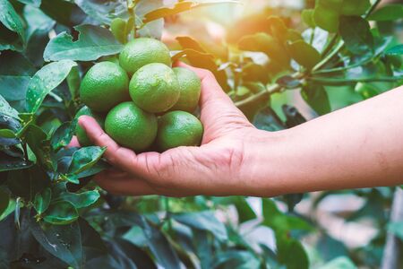 Hand of man holing lemon.の写真素材