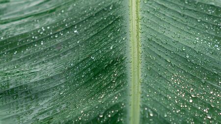 Rain drops on the green banana leavesの写真素材