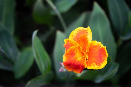 Orange canna lilly on Top view.Selective focusの写真素材