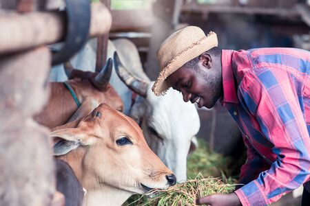 Kindliness African farmer feeding cows with grass at the farmの写真素材