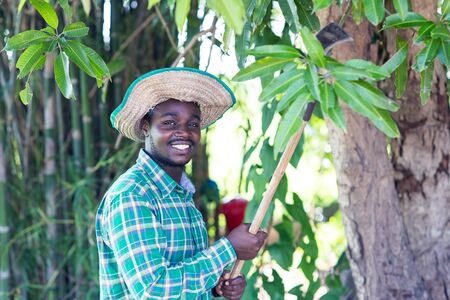 African farmer man holding knife to cut the green leaf of tree
