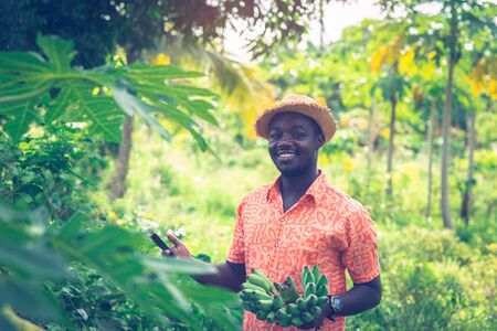 African farmer holding banana and smartphone at organic  farmの写真素材