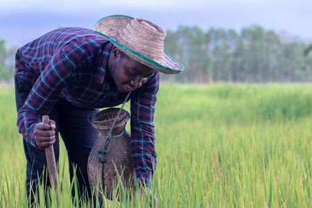 African man working on the green rice farm with smile and happy.の写真素材