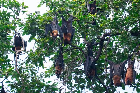 Bat hanging on the treeの写真素材