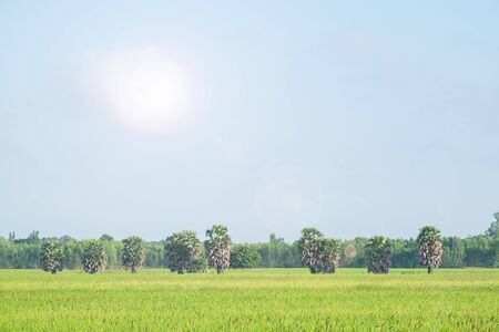 Sugar palm and rice field andの写真素材